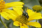 PICTURES/Wildflowers - Desert in Bloom/t_BBF & Fly3.JPG